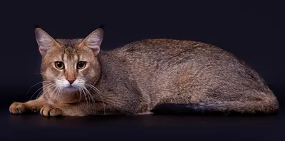 Чаузи: Кот за 600 000 рублей! Неужели гены камышового кота так дорого  стоят? | Пикабу