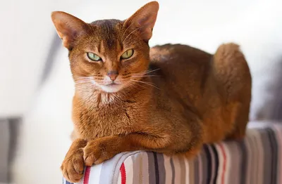 Чаузи - описание породы кошек: характер, особенности поведения, размер,  отзывы и фото - Питомцы Mail.ru