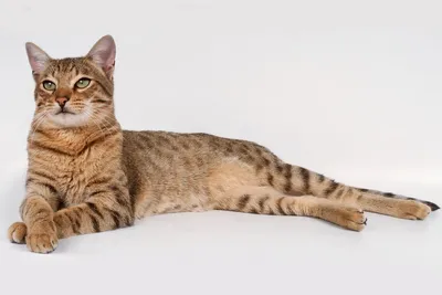 The chausie: House lynx out of Egypt | Interesting facts about cat breeds  and animals - YouTube