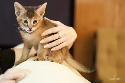 Кошка Чаузи — описание породы, фото