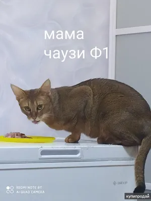 Чаузи - описание породы кошек: характер, особенности поведения, размер,  отзывы и фото - Питомцы Mail.ru