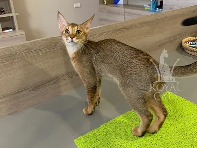 Питомник Котят породы Чаузи (@chausie.cats) • Photos et vidéos Instagram |  Котята, Кошки