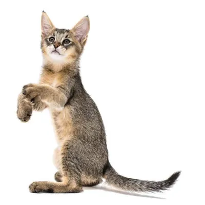 Шикарные котята Чаузи – купить в Уфе, цена 25 000 руб., продано 25 января  2021 – Кошки
