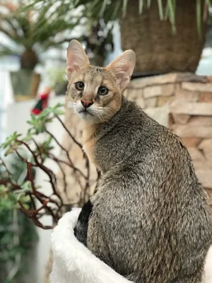 Чаузи (Хауси) - необычная, очень редкая и дорогая порода кошек. Фото,  описание, отзывы о породе кошек чаузи.