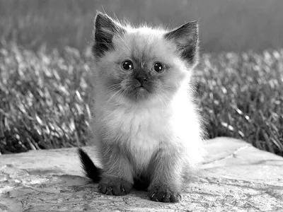 черно белое изображение кота в черно белом, фотки котов черно белые, кошка,  домашний питомец фон картинки и Фото для бесплатной загрузки