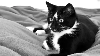 Породы кошек черно белого окраса - 65 фото
