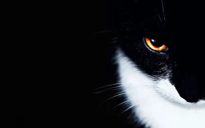 У этого кота есть суперспособность: он превращает любые фото в чёрно-белые ...