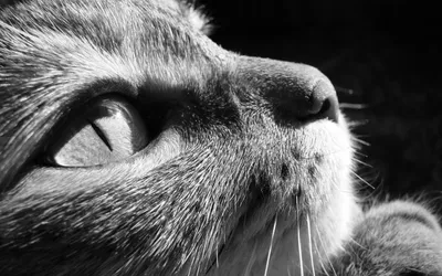 Мими Ванг Олсен - Черно-белые коты: Описание произведения | Артхив