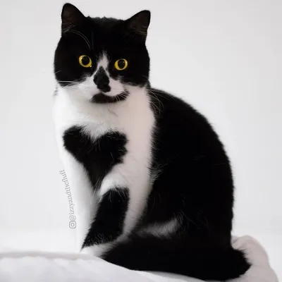 Барсик большой - черно-белый кот — ЗООшанс