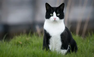 Котенок черно белый рисунок - 73 фото