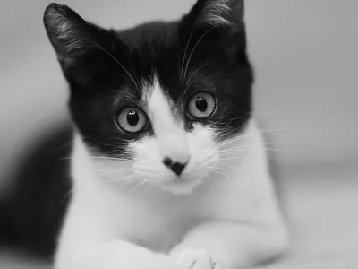 Чёрно-белые коты и котята на с…» — создано в Шедевруме