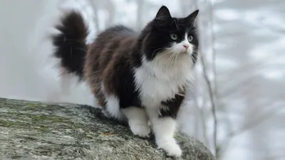Пушистый черно белый кот - 51 фото