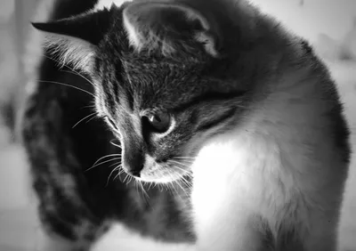 черно белый кот лежит на деревянной поверхности, картинка черно белая  кошка, кошка, домашний питомец фон картинки и Фото для бесплатной загрузки