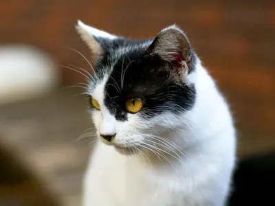Коты фото обои 460x300 см Черно-белые кошки (13775P12)+клей купить по цене  1800,00 грн