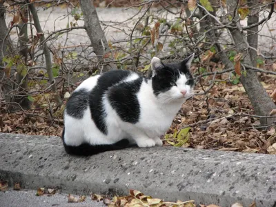 Черно белый вислоухий кот - 72 фото