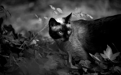Чёрно-белые коты | Лолкот.Ру