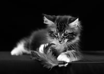 чёрно белые коты. :: Любовь – Социальная сеть ФотоКто