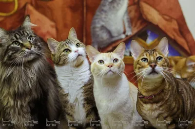 Музейные ценности: Как живут эрмитажные коты? | Sobaka.ru