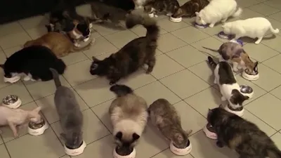 Коты Эрмитажа — Русский трейлер (2023) - YouTube