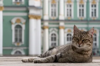 Коты Эрмитажа» спасут «Мону Лизу» в полнометражном мультфильме