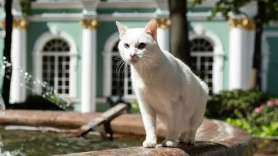 Вышли новые постеры российского мультфильма о котиках Коты Эрмитажа