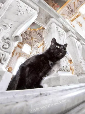 Коты Эрмитажа картины: 6 тыс изображений найдено в Яндекс.Картинках | Cat  art, Cat portraits, Animal paintings