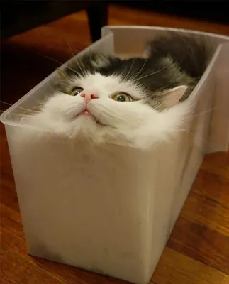 10+ доказательств того, что коты — это жидкость. Ридус | Funny cat memes,  Animals, Cats
