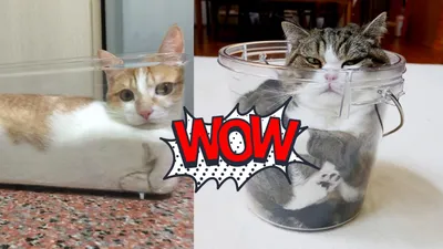 Для тех, кто не знал, что коты — это жидкие терминаторы: 10  фотодоказательств