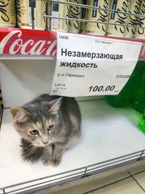 Еще одно доказательство того, что коты — это жидкость. 🤣 | Своими руками |  ВКонтакте