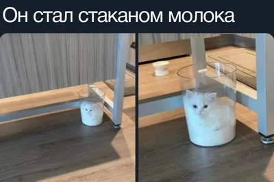 Забавные животные 2021 — коты это жидкость — подборка фото | Комментарии  Украина