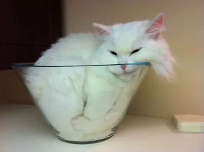Коты это жидкость коты лежат в ё…» — создано в Шедевруме