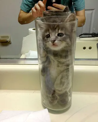 У кого-то ещё остались сомнения, что коты - это жидкость? : r/place_brff