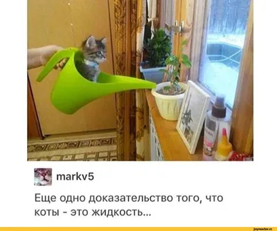 Забавные животные 2021 — коты это жидкость — подборка фото | Комментарии  Украина