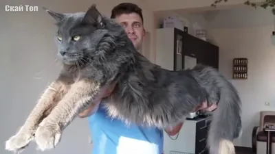 Самые большие кошки в мире! настоящие коты гиганты - Mover.uz