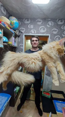 Пушистый гигант: огромный кот из приюта покорил Сеть — 17.07.2020 — В мире,  Lifestyle на РЕН ТВ