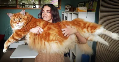 Самый большой кот в мире: кто входит в пятерку пушистых гигантов