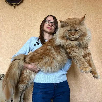Коты гиганты - 47 фото