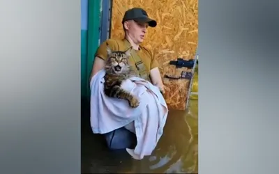 Гигантский кот Макс из затопленного Херсона стал звездой - что о нем  известно, видео | Новости РБК Украина