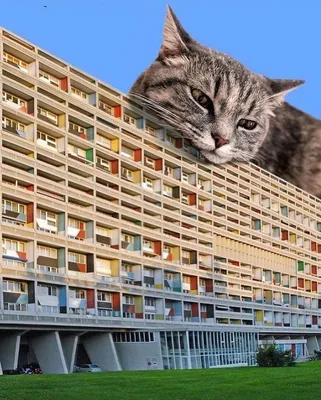 Царь!»: гигантский бездомный кот поразил сотрудников приюта габаритами