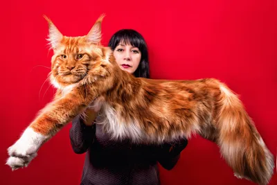 Гигантский рыжий кот мейн-кун лежит…» — создано в Шедевруме