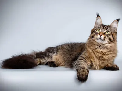 Большие коты » Дуделка - Интересные новости и фото