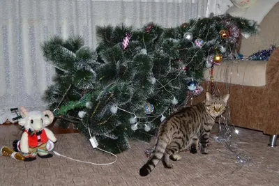 Коты и елки фото 