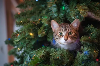 Кот, елка и Новый год. 10 забавных фотографий | Правмир