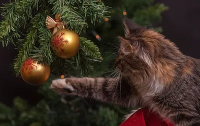 Названы способы уберечь новогоднюю елку от нападения кота - Мослента