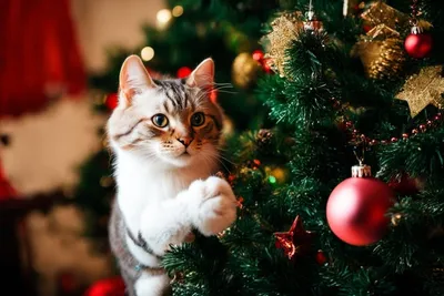 Защита елки от котов - какие способы уберегут игрушки и гирлянды | РБК  Украина