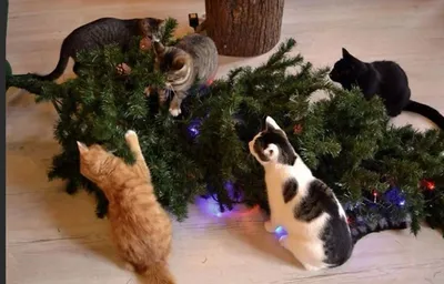 Как спасти елку от любопытного кота - AmurMedia.ru