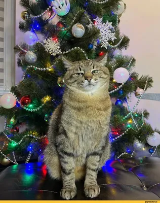 Лайфхак на Рождество: женщина показала, как легко защитить новогоднюю елку  от кошек (фото). Читайте на UKR.NET