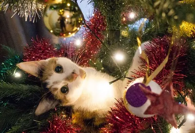 Забавные фото котов на елке, кот и елка декабрь 2022 года - 31 декабря 2022  - НГС.ру