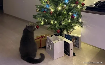 В Екатеринбурге коты открыли сезон охоты на елки: подборка забавных фото -  25 декабря 2022 - Е1.ру