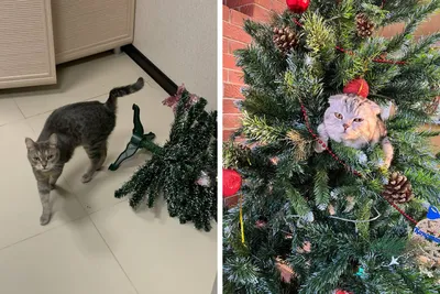 Зоопсихолог рассказала, как уберечь новогоднюю елку от кота